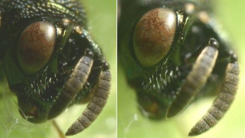Perilampus sp.